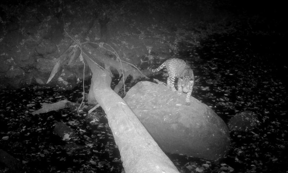 Costa Rica Jaguar Caught on Camera Trap in Guanacaste Forest