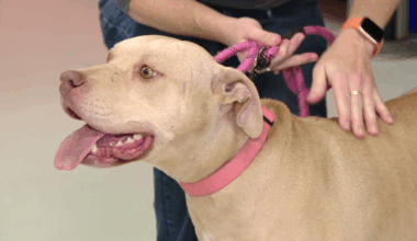 Houston shelter urging families to open their hearts to senior pets ahead of upcoming adoption event