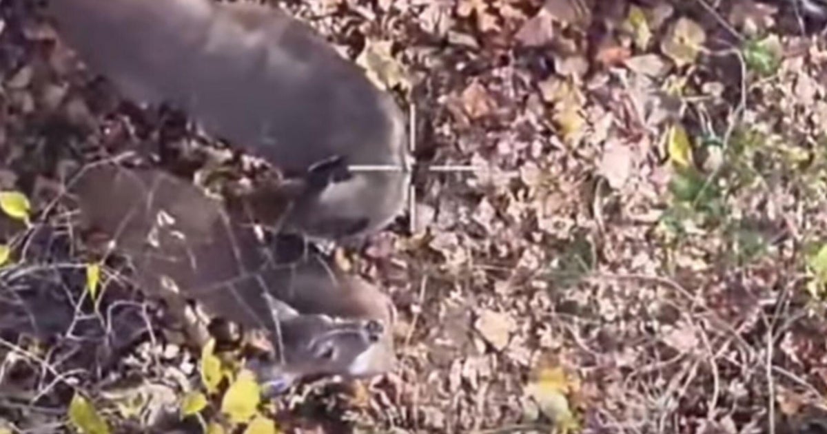 Deer free after having a bucket stuck on its head in Baltimore County