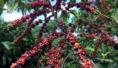 Global coffee prices plunge as Trump lifts Brazil tariffs