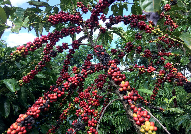 Global coffee prices plunge as Trump lifts Brazil tariffs
