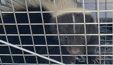 Skunk captured at Honolulu Harbor’s Pier 1