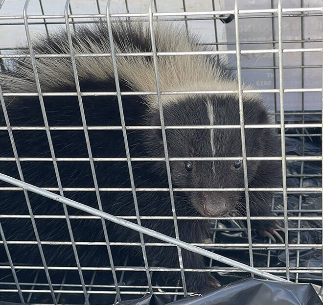 COURTESY HAWAII DEPT. OF AGRICULTURE
A live skunk was captured Thursday at Honolulu Harbors Pier 1. The skunk was euthanized to be tested for rabies, state officials said.