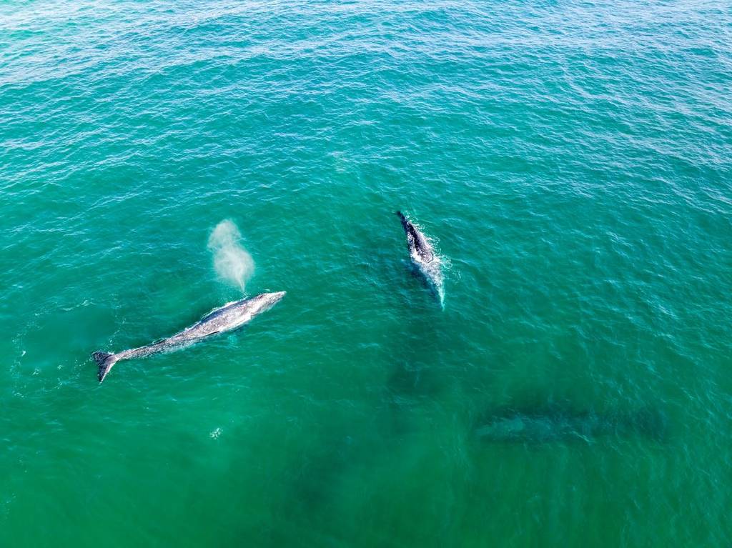 Three gray whales swimming in the ocean.