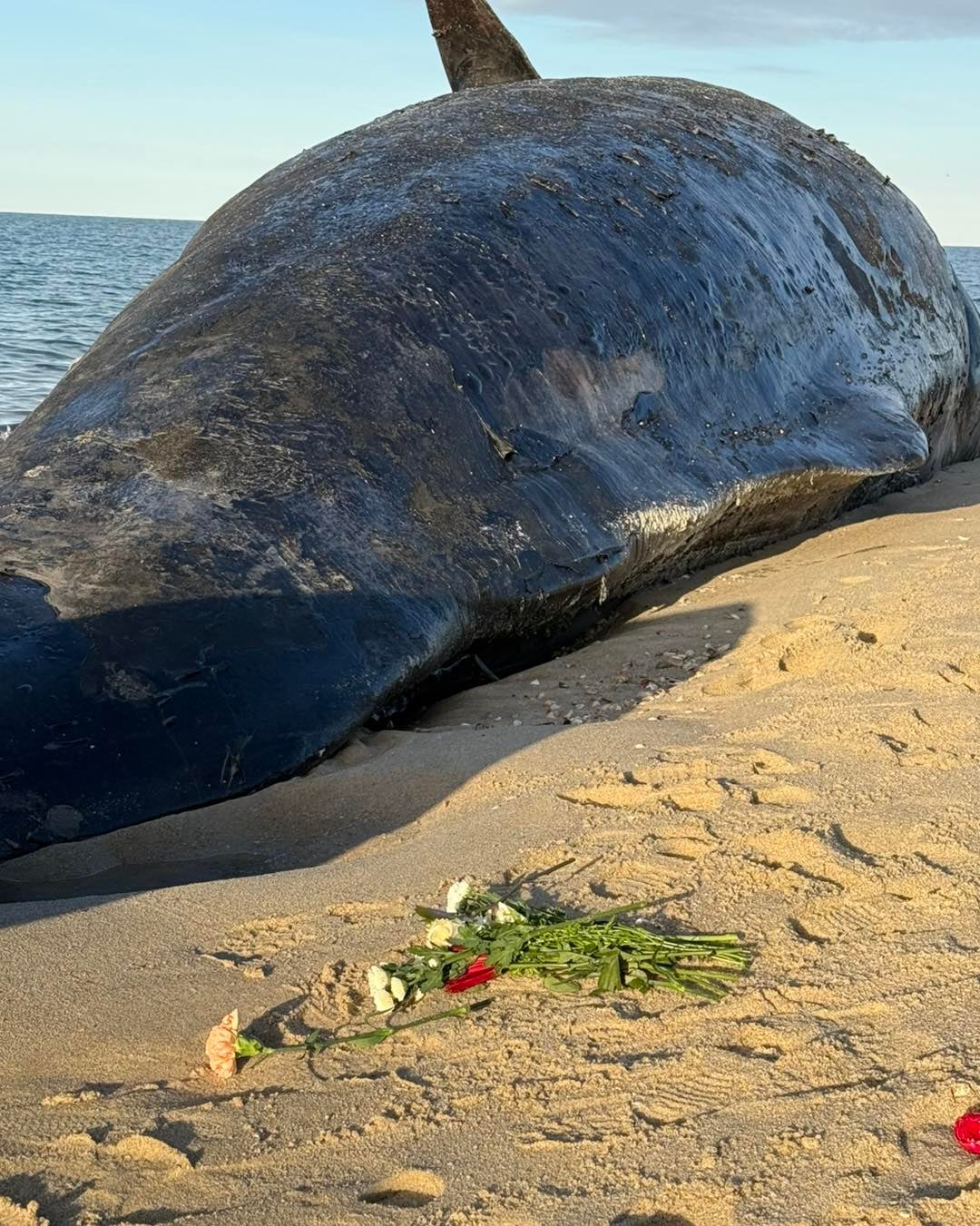 The Marine Mammal Alliance said they are coordinating with Nantucket officials and NOAA on next steps