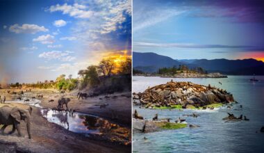 A split image showing elephants and other wildlife at a watering hole under a bright sky on the left, and sea lions lounging on rocky islands in calm blue waters with mountains in the background on the right.