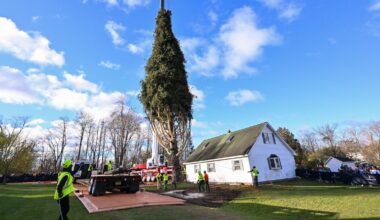 Rockefeller Christmas tree harvested from upstate New York, begins trek to Manhattan