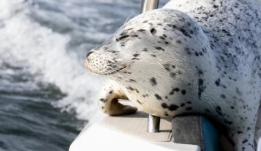 Seal escapes orca hunt by jumping onto photographer's boat
