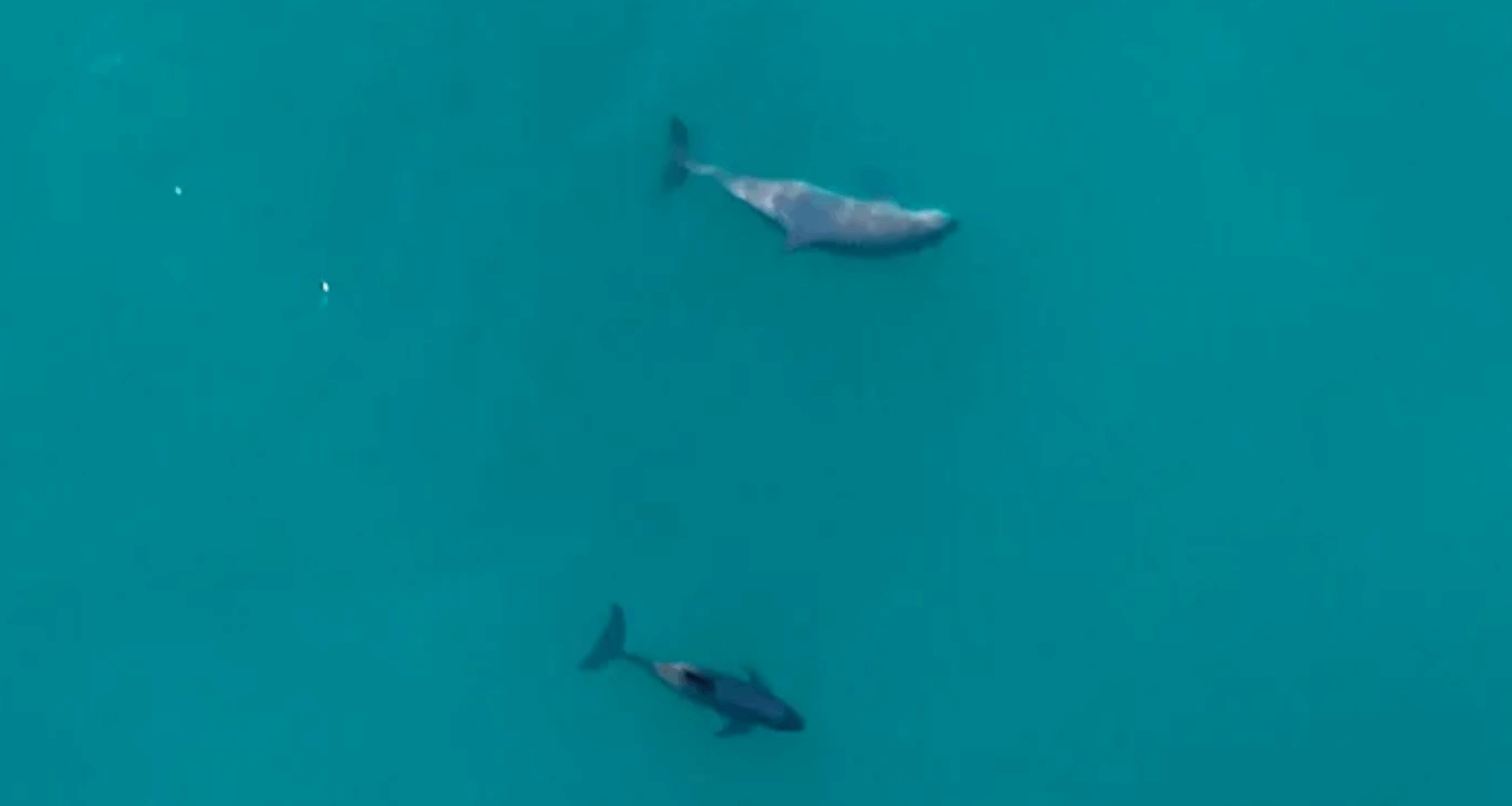 World’s Rarest Marine Mammal Spotted With Newborn Calves In Mexico
