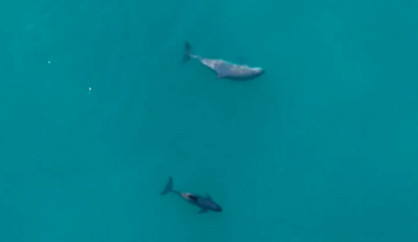 World’s Rarest Marine Mammal Spotted With Newborn Calves In Mexico