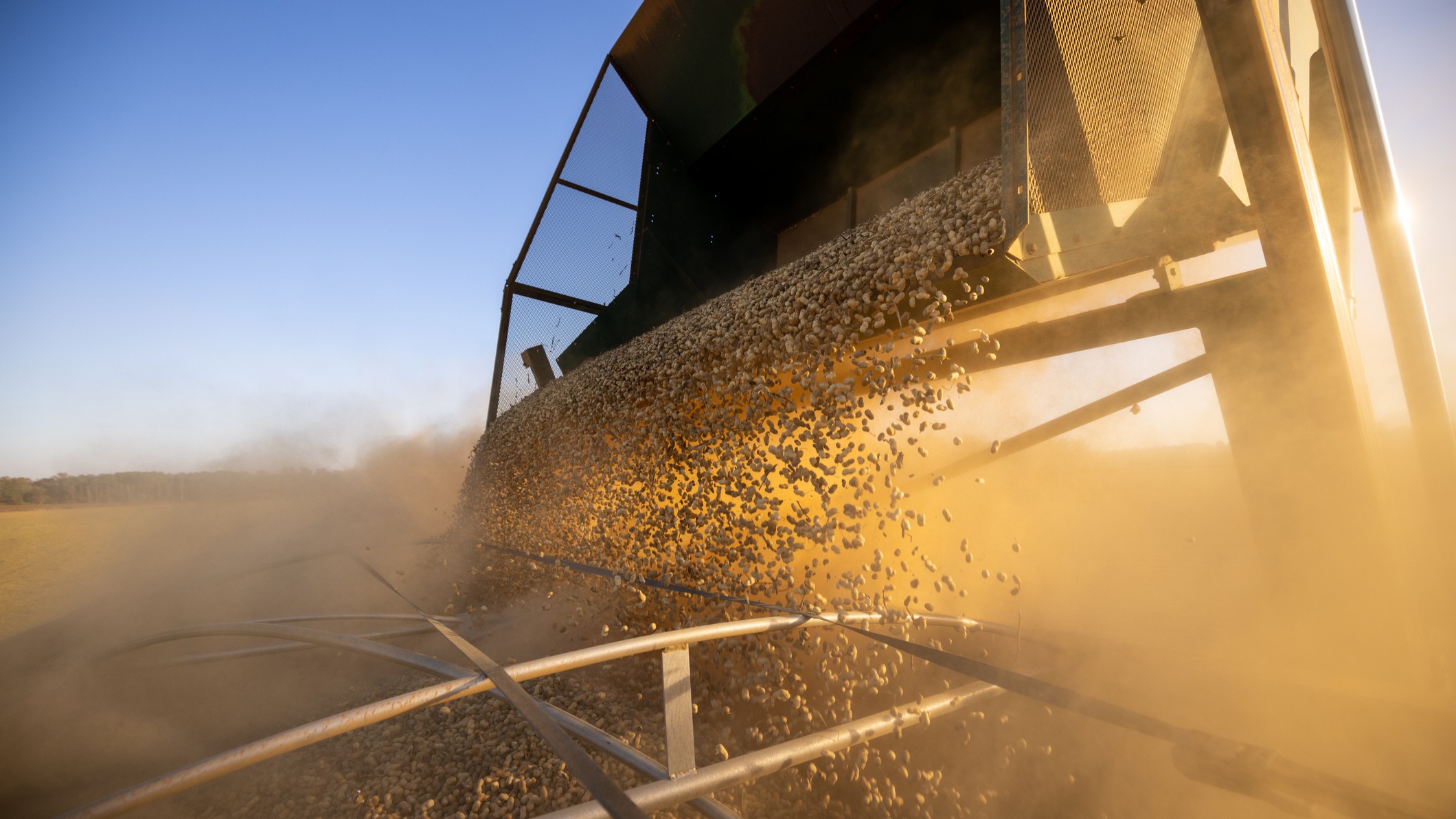 close up view of a peanut harvest showing peanuts being loaded into a trailer by a grain cart.