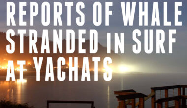 Stranded and Struggling Humpback Whale on Central Oregon Coast Draws Crowds Overnight