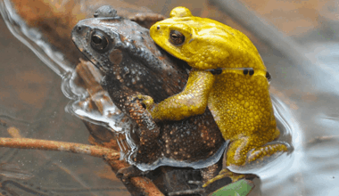 These Male Toads Spend 363 Days A Year A Dull Brown And Then For Just Two Days Turn Neon Yellow