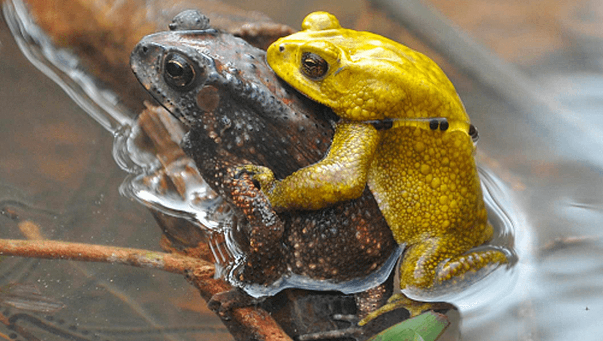 These Male Toads Spend 363 Days A Year A Dull Brown And Then For Just Two Days Turn Neon Yellow