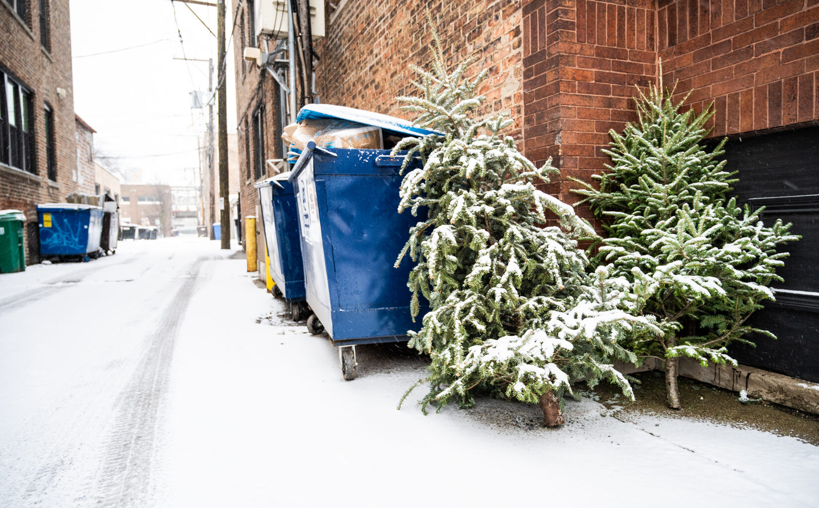 Where To Recycle Your Christmas Trees And Lights In Chicago
