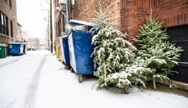 Where To Recycle Your Christmas Trees And Lights In Chicago