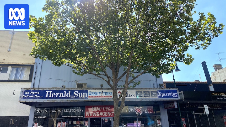 London plane trees to be removed in Hamilton following infrastructure concerns
