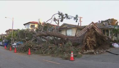 After trees fell across San Diego County during a holiday storm, here's how to spot unstable trees