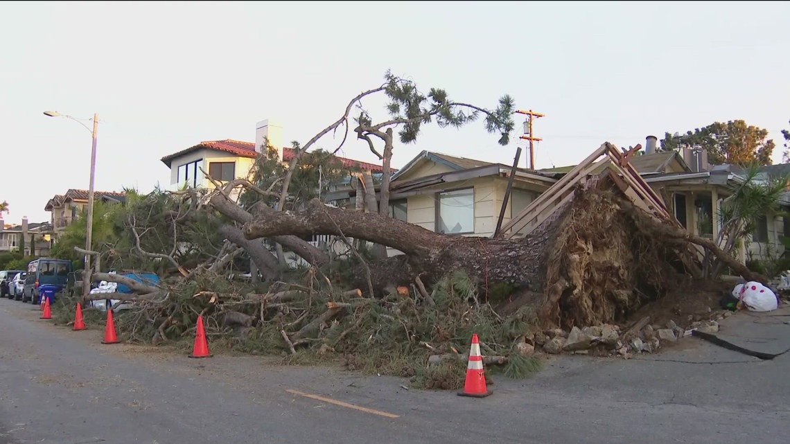 After trees fell across San Diego County during a holiday storm, here's how to spot unstable trees