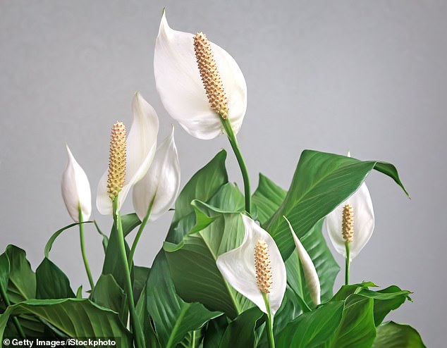 Lilies look and smell beautiful - but ingesting even a small amount could cause your throat to swell, blocking the airway