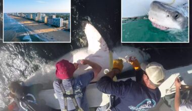 Gerat white shark Bella heads to Virginia Beach for holiday migration