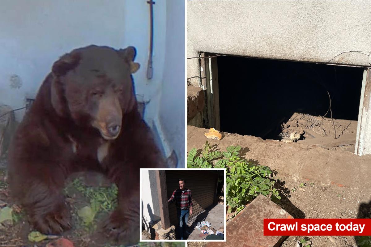 Exclusive | Altadena homeowner describes what it's like to live with an unwanted 550-pound bear