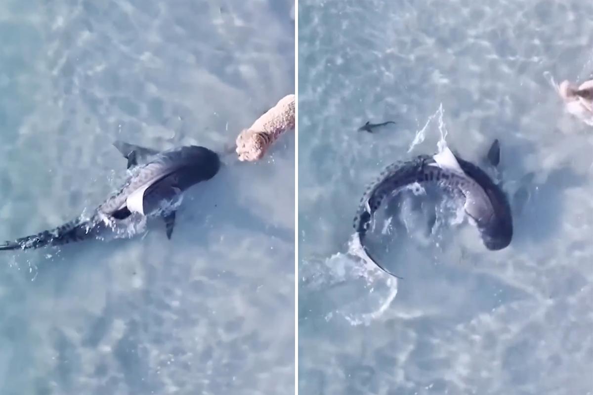 Dog comes face-to-face with tiger shark at Australian beach