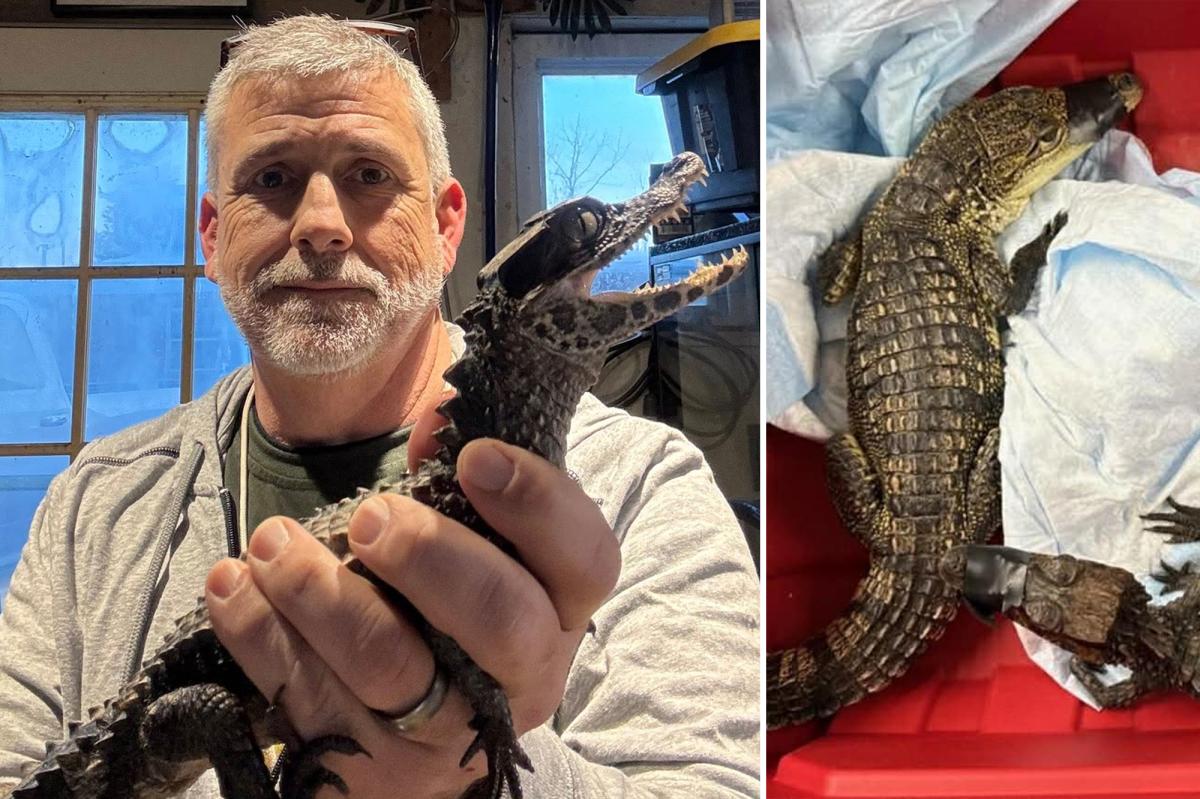 Cops discover pair of crocodiles during routine bust in Yonkers