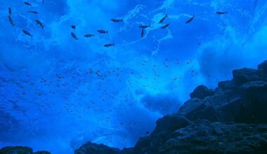 High seas hopes meet hard realities with 2026 set to become a pivotal year for world’s oceans