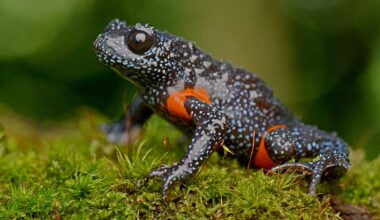 How the hunt for a perfect picture has pushed the ‘magical’ galaxy frog towards extinction