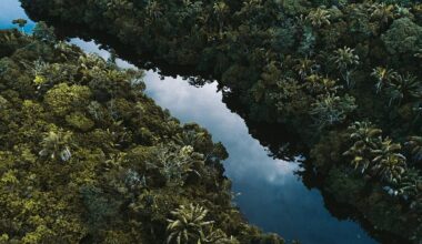 ‘Hot droughts’ could push the Amazon into a hypertropical climate by 2100 - and trees won’t survive