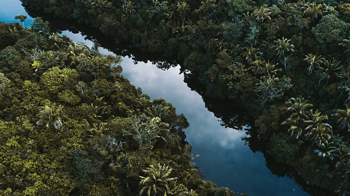 ‘Hot droughts’ could push the Amazon into a hypertropical climate by 2100 - and trees won’t survive