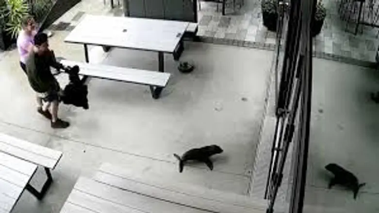 Baby seal pays a surprise visit to a local pub in New Zealand