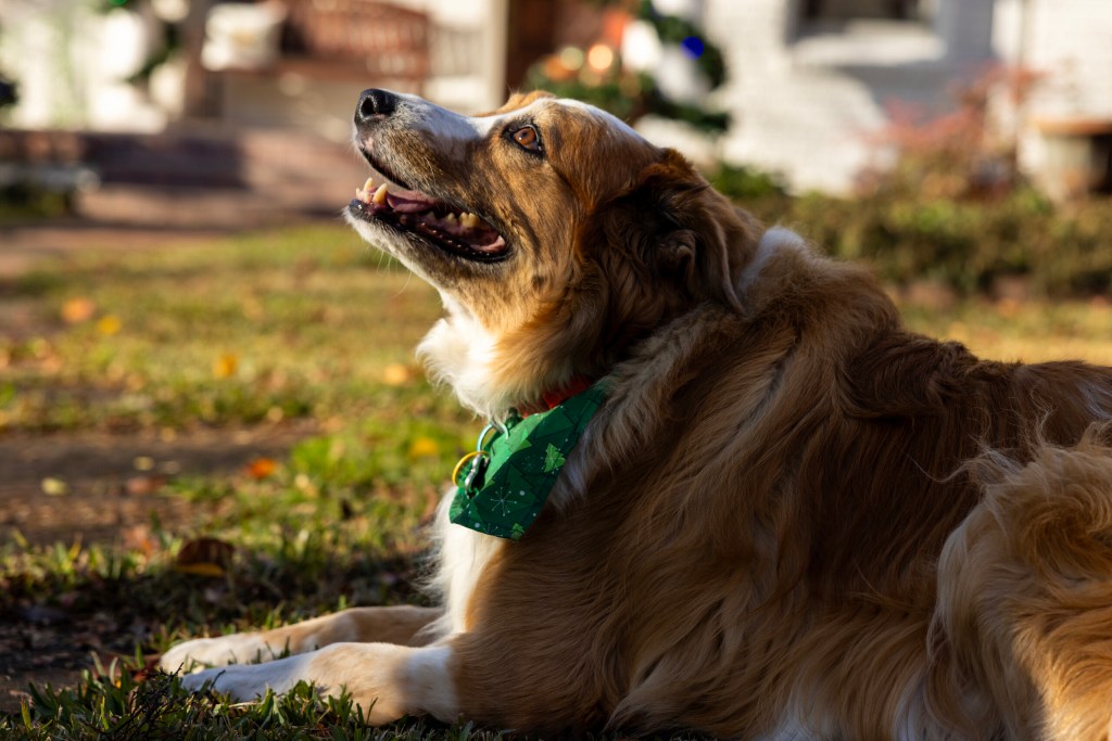 (Maria Crane | Fort Worth Report/CatchLight Local/Report for America)