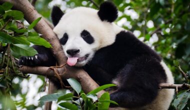 China Prepares to Wreck US AI Industry