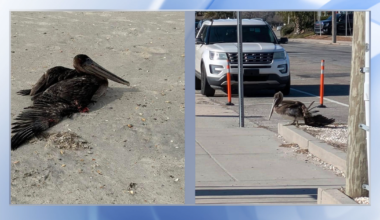 Brown pelicans found with intentional injuries linked to commercial fishing, bird rescue says :: WRAL.com