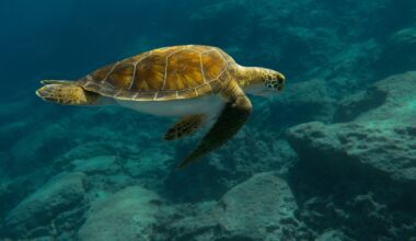 Fossils in Ancient Seabed Show Signs of Turtle Stampede