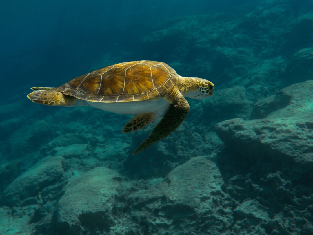 Fossils in Ancient Seabed Show Signs of Turtle Stampede