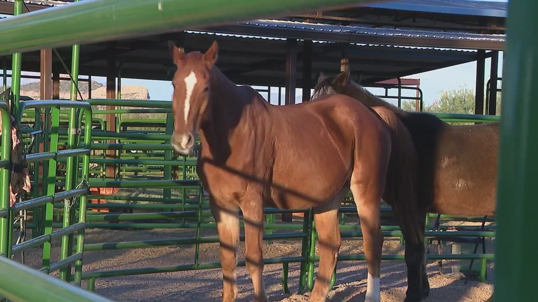 Virus affecting horses continues to spread in Arizona, other states