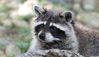 Man bitten by raccoon he attempted to rescue, CNC issues warning