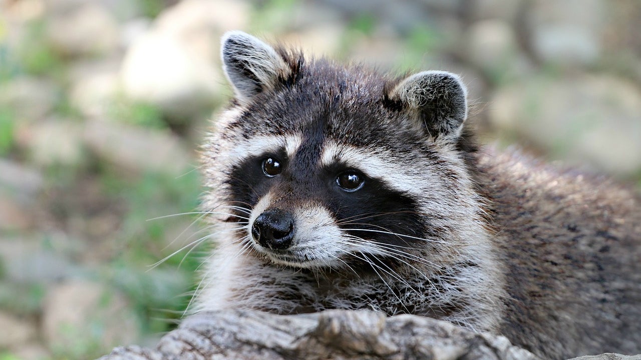 Man bitten by raccoon he attempted to rescue, CNC issues warning