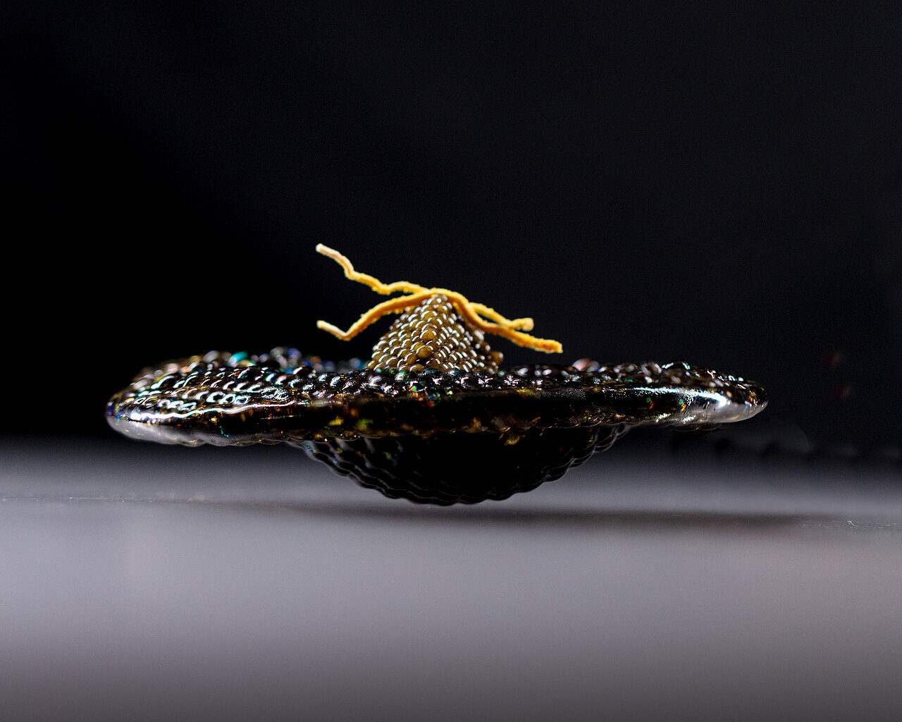 Alinea Crowned the Best American Restaurant of the 21st Century