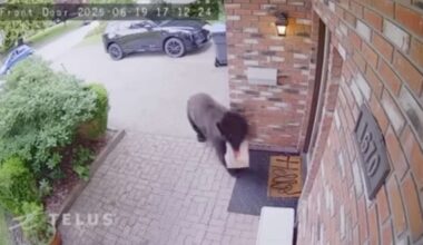Have You Seen This? Black bear steals food delivery