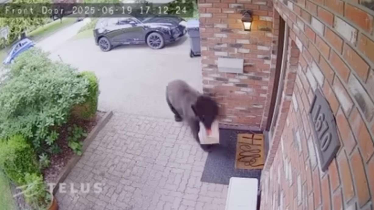 Have You Seen This? Black bear steals food delivery