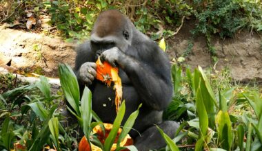Three more gorillas arrive in San Antonio ahead of Congo Falls grand opening