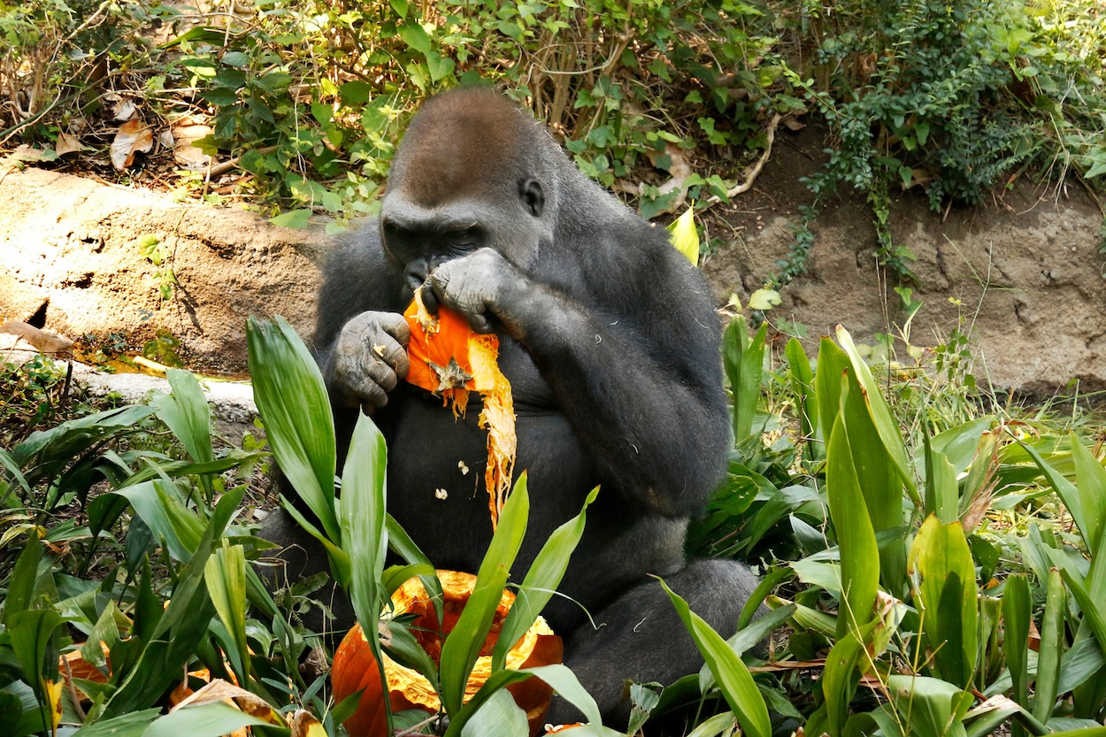 Three more gorillas arrive in San Antonio ahead of Congo Falls grand opening