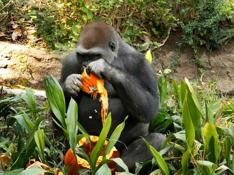 Three more gorillas arrive in San Antonio ahead of Congo Falls grand opening