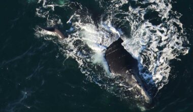 Right whale mother and newborn spotted off South Carolina