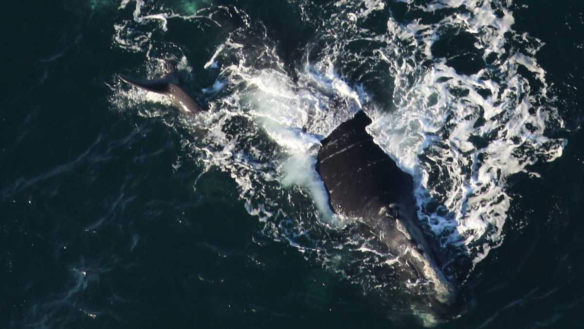 Right whale mother and newborn spotted off South Carolina