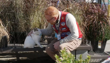 When the beloved resident cat of a Virginia Lowe's disappeared, staff pulled out all the stops to find her